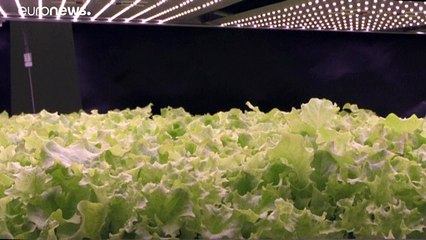 Vertikalfarm bei Kopenhagen: Bald gibt es Salat aus einem riesigen Regal
