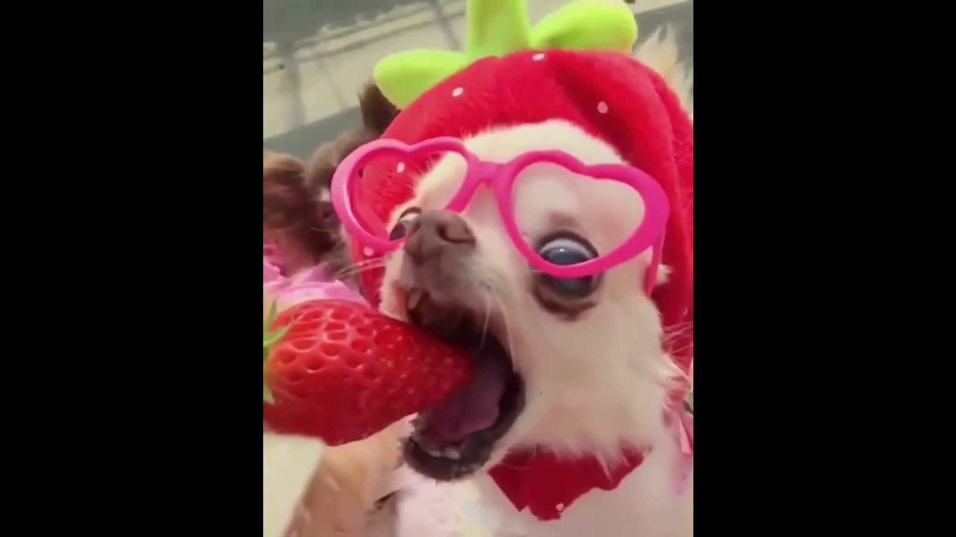⁣Funny Animals (Animales Divertidos)