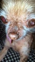 Chloe the Hairless Dog Nose Boops