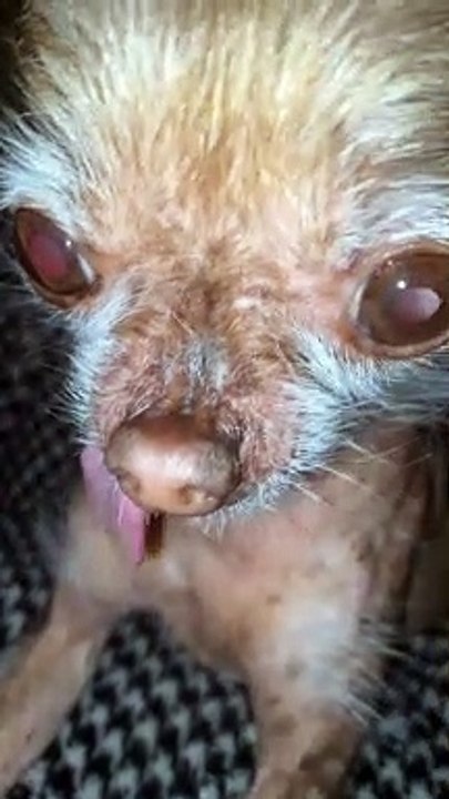 Chloe the Hairless Dog Nose Boops