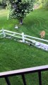 Small Dog and Deer Have Face Off at Fence