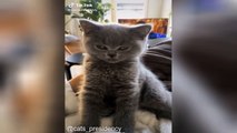 Cat videos droles jamais vue_1607281839