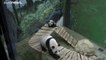 شاهد: صغير الباندا فان شينغ يرى زوار حديقة الحيوانات للمرة الأولى منذ ولادته