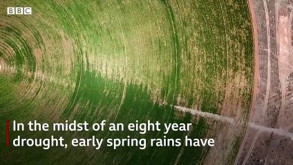 The farmers hunting down swarms of locusts - BBC News