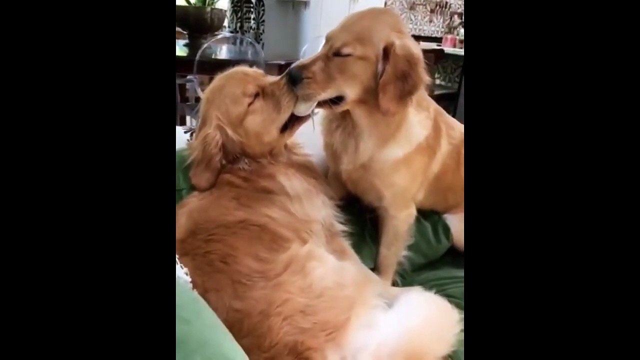 Funny Animals