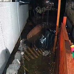 Bear Struggles to Snag Snacks from Trash Can