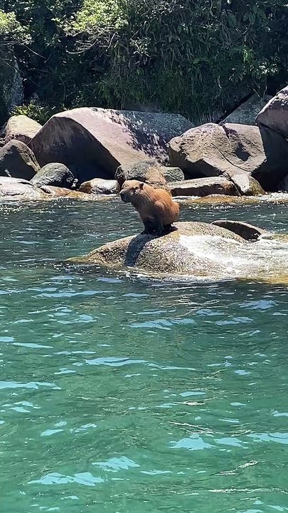Capybara Sunbathing