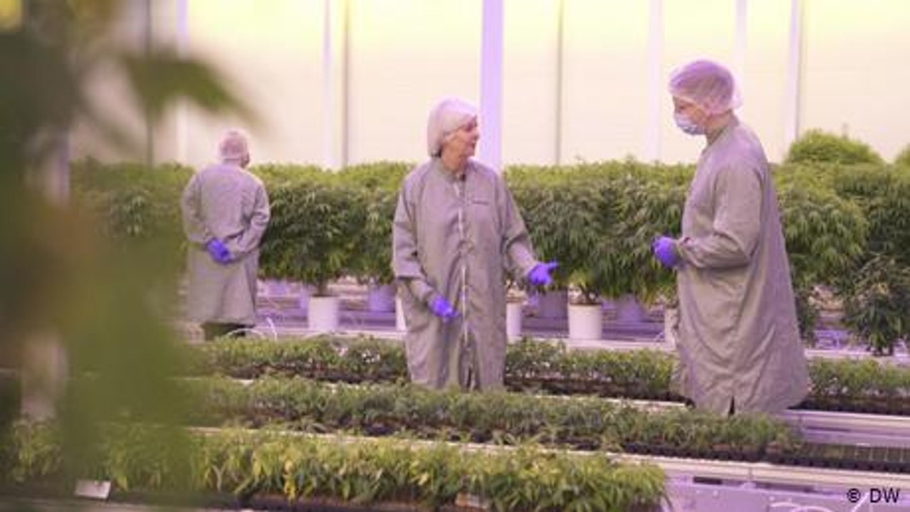 Legalisierung: Wettrennen ums Cannabis Geschäft