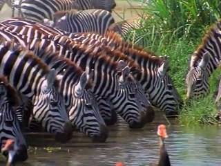 Baby Einstein Classics Season 1 Episode 5 - Baby Noah: Animal Expedition