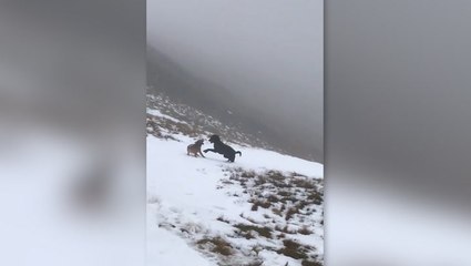 Dogs enjoy a snow day on Harter Fell in England