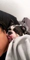 Adorable Bulldog Loudly Snoring While Cuddling