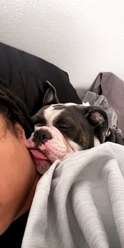 Adorable Bulldog Loudly Snoring While Cuddling