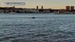 SPOTTED- Humpback whale swims in NYC's Hudson River