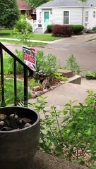 Mama Rabbit Reunited with Her Babies