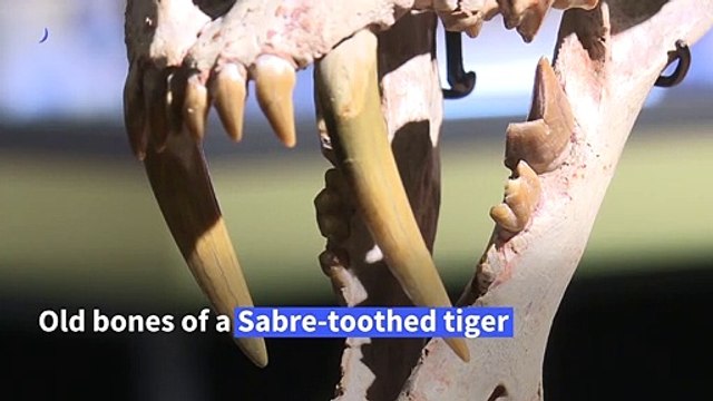 Rare 'Sabre-toothed tiger' skeleton up for auction in Geneva