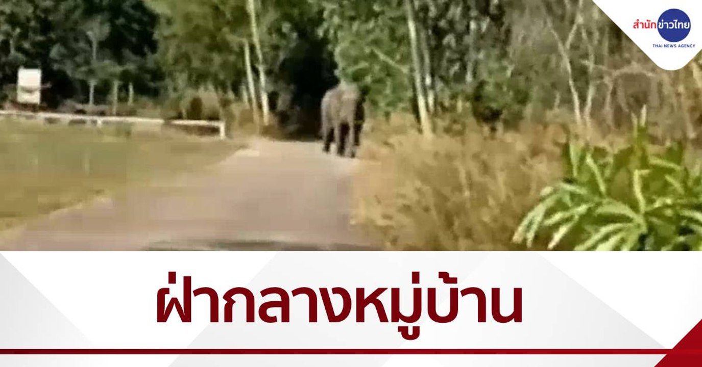แตกตื่น! ช้างป่า 2 ตัวเดินฝ่ากลางหมู่บ้าน