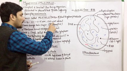 Mycoplasma(PPLO/MLO/Molecutes)-Kingdom Monera