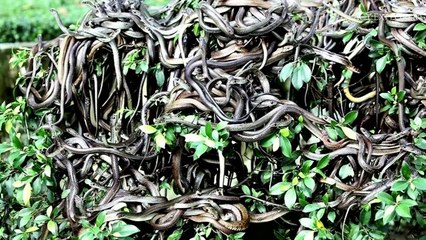 MOST DANGEROUS SNAKE in Hindi !! Ilha da Queimada Grande Island (Brazil) _ Fact Explorer