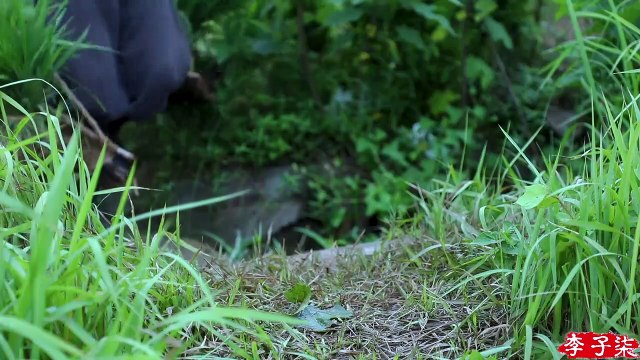 Luna llena, fragancia de arroz maduro, agricultores ocupados cosechando cultivos