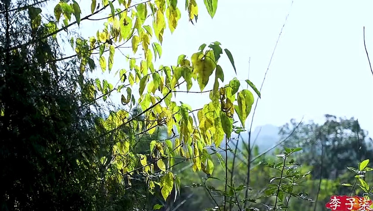 En el frío invierno, comer jengibre puede calentar todo el día