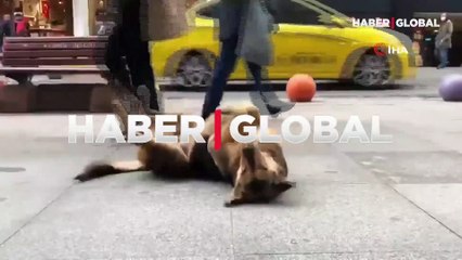 Müziğe ritim tutan sokak köpeği gülümsetti