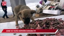 Kulübe ateşe verildi, 9 yavru köpek öldü