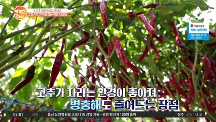 이번 김장 고춧가루 가격 걱정은 없는 이유! K고추 특급 재배법
