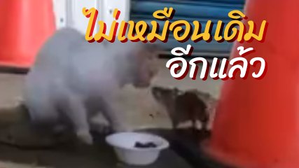 เมื่อโลกมันเปลี่ยน คู่แค้น แมว-หนู มาเผชิญหน้ากัน อะไรจะเกิดขึ้นไปดู