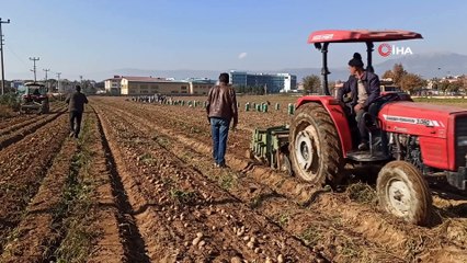 Kuraklık Ödemiş patatesini vurdu