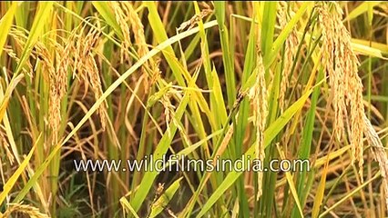 Agriculture _ Rice Cultivation in India