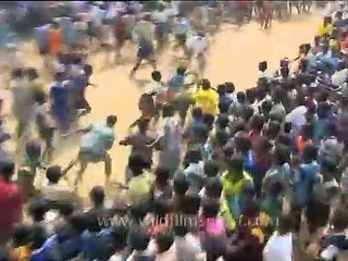 Jallikattu Festival of Tamil Nadu