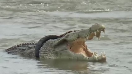 El cocodrilo con un neumático alrededor del cuello