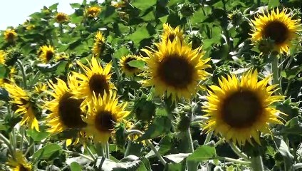 İzmir Tarımı - 2020 Tanıtım Filmi