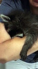 Close up to baby raccoon sucking my arm - purrrrrrrr :-)