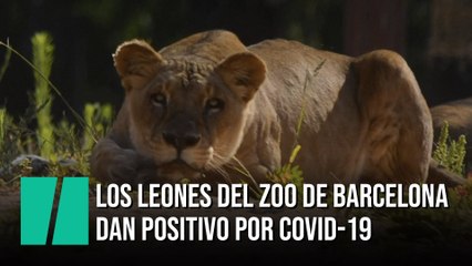 Los leones del zoo de Barcelona dan positivo por COVID-19