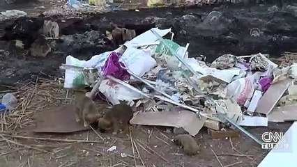 Kulübe ateşe verildi, 9 yavru köpek öldü | Video