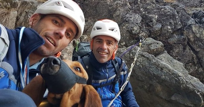 Pyrénées : un chien de chasse, bloqué pendant deux nuits en haute-montagne, a été secouru