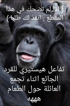 ( اذا لم تضحك في هذا المقطع . انفذ لك طلبا ) تفاعل هيستيري للقرد الجائع اثناء تجمع العائلة حول الطعام هههه