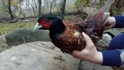 Nesli tükenmekte olan sülün kuşu Bitlis’te görüntülendi