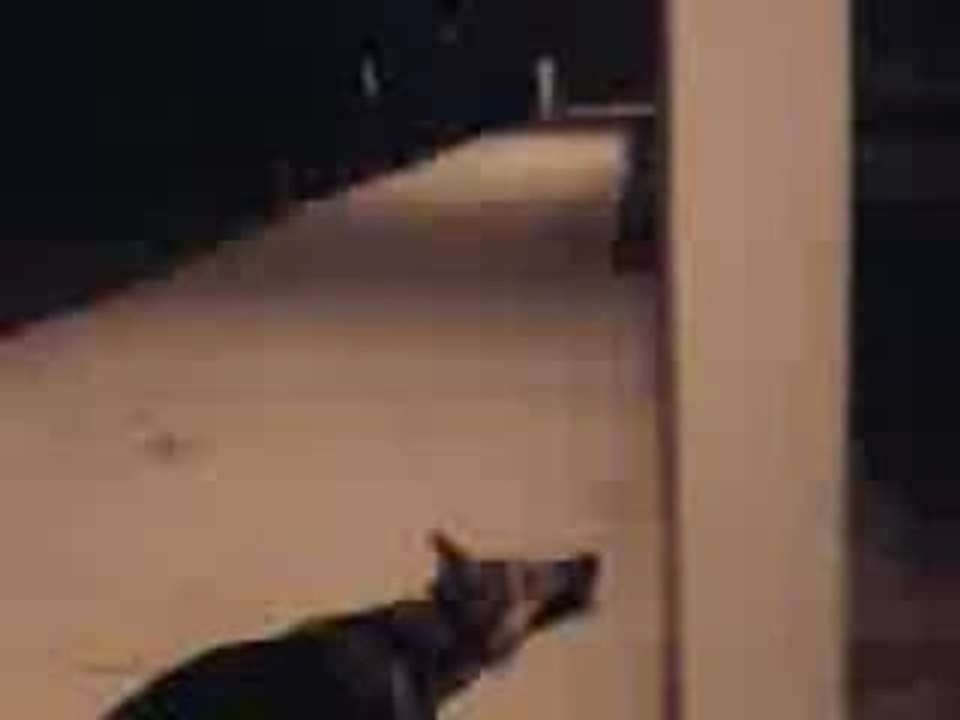 chien yamakasi