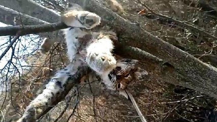 Avcıların hedefi oldu