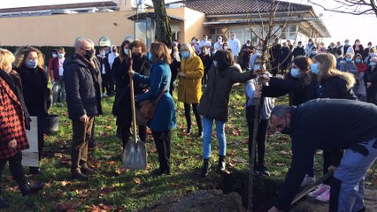 Plantation d'un arbre de la laïcité au collège Jules-Ferry à Langon, Gironde