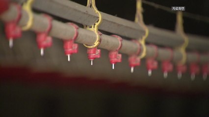 경기도 여주 메추리농장도 고병원성 AI 확진...전국 7번째 / YTN