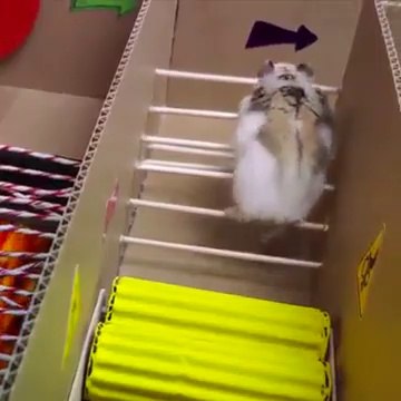 Évasion d'une prison étonnante par un hamster