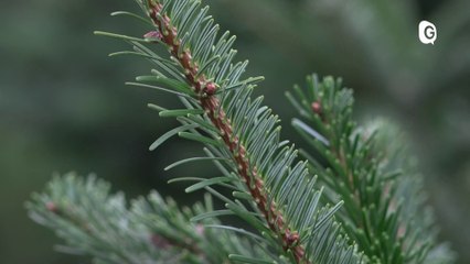 Reportage - Le marché aux sapins est de retour