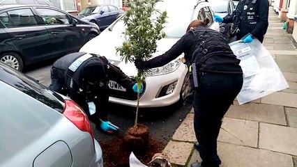 Officers seize hundreds of cannabis plants in raid at Northampton terraced house