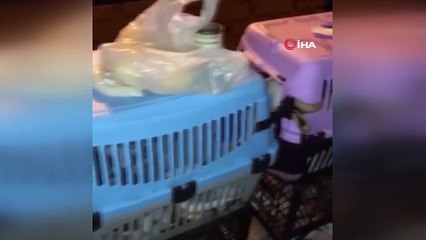 Şişli’de baskın yapılan adreste 9'u yavru 57 kedi bulundu