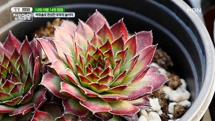 【 바위솔 】  들어는 보셨나요? 볼수록 매력뿜뿜 (っ’-‘)╮ =͟͟͞͞♡