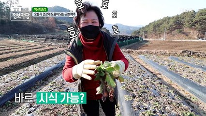 일단 잡숴봐! 기침과 가래에 좋은 약재 ▶ 곰보배추