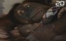 Belgique: Naissance d'un bébé orang-outan au parc zoologique Pairi Daiza